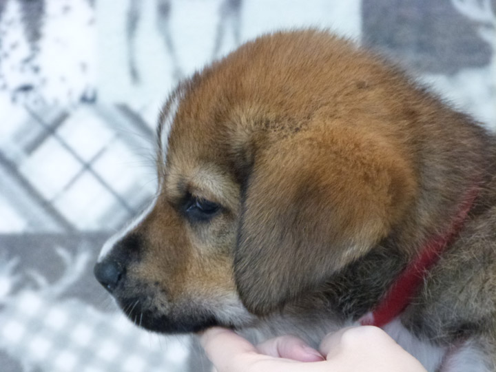 chinook puppy